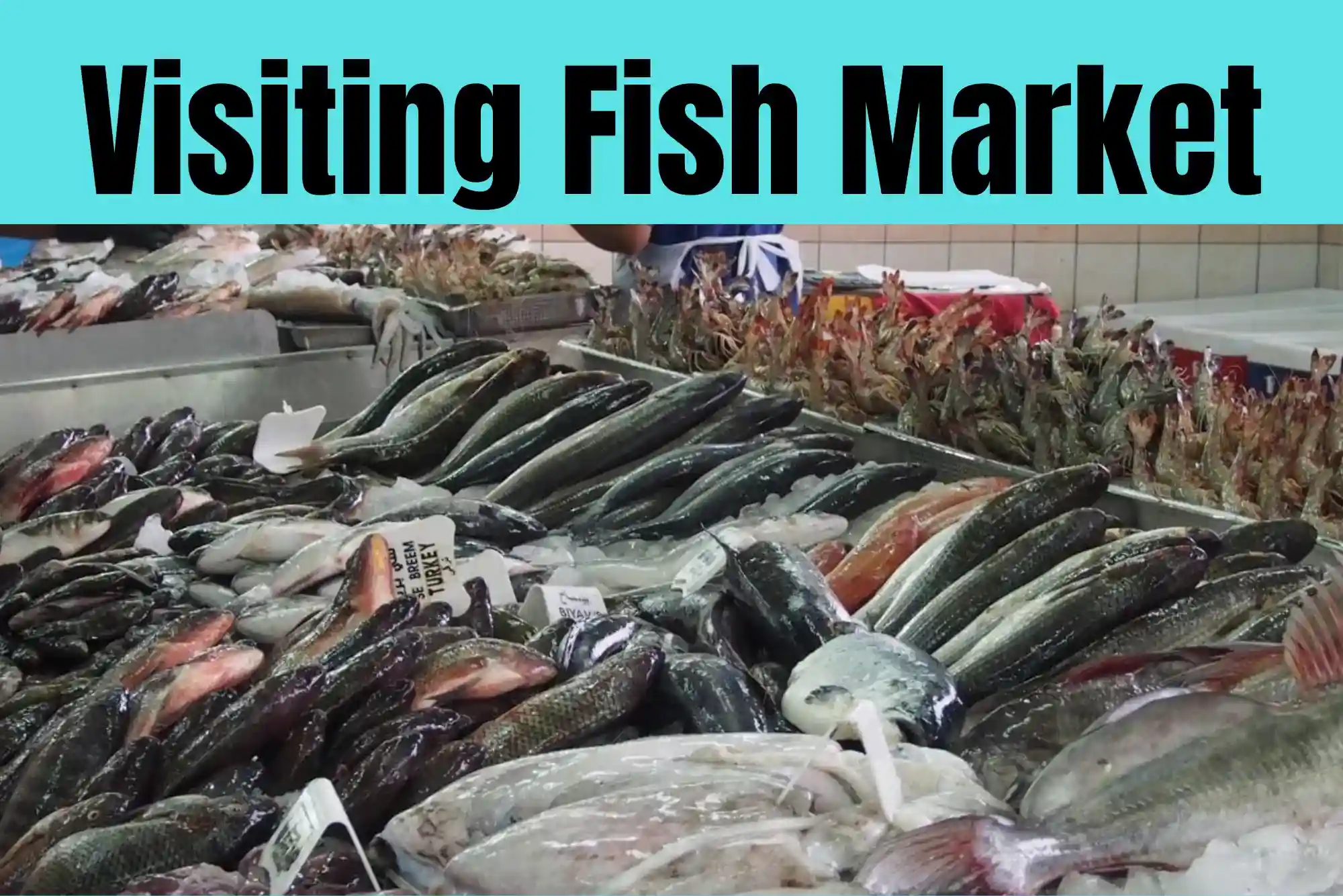 Best Guide to Visiting Fish Market Dubai Explore United Fish