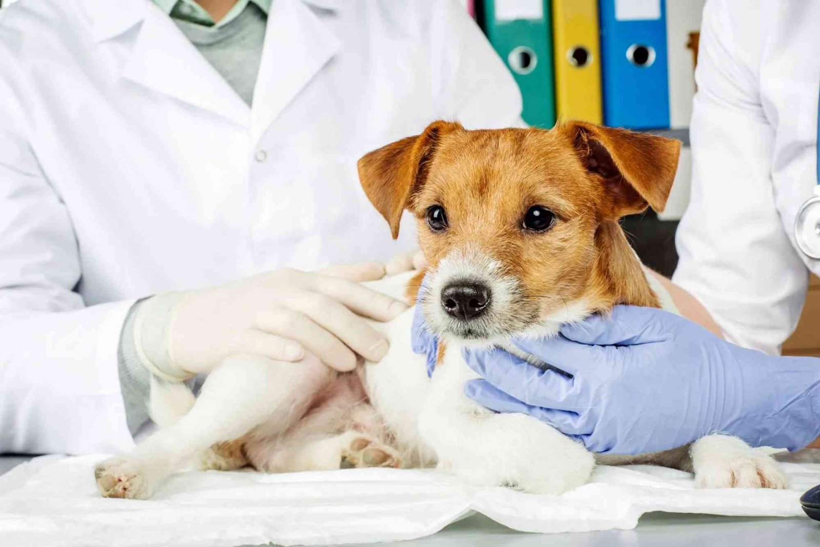 Mountain View Animal Hospital Rapid City SD