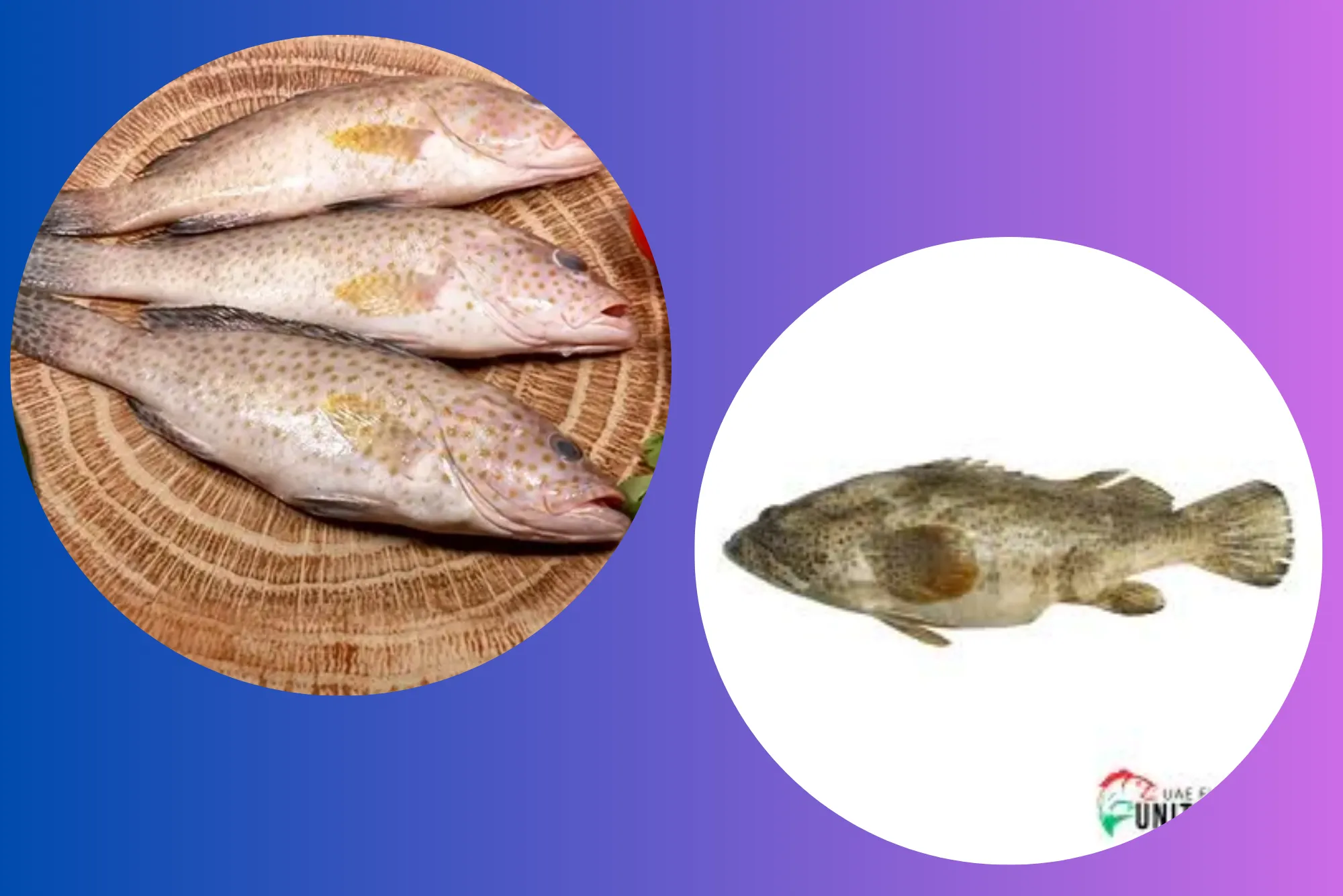 Side by side comparison hamour fish benefits UAE